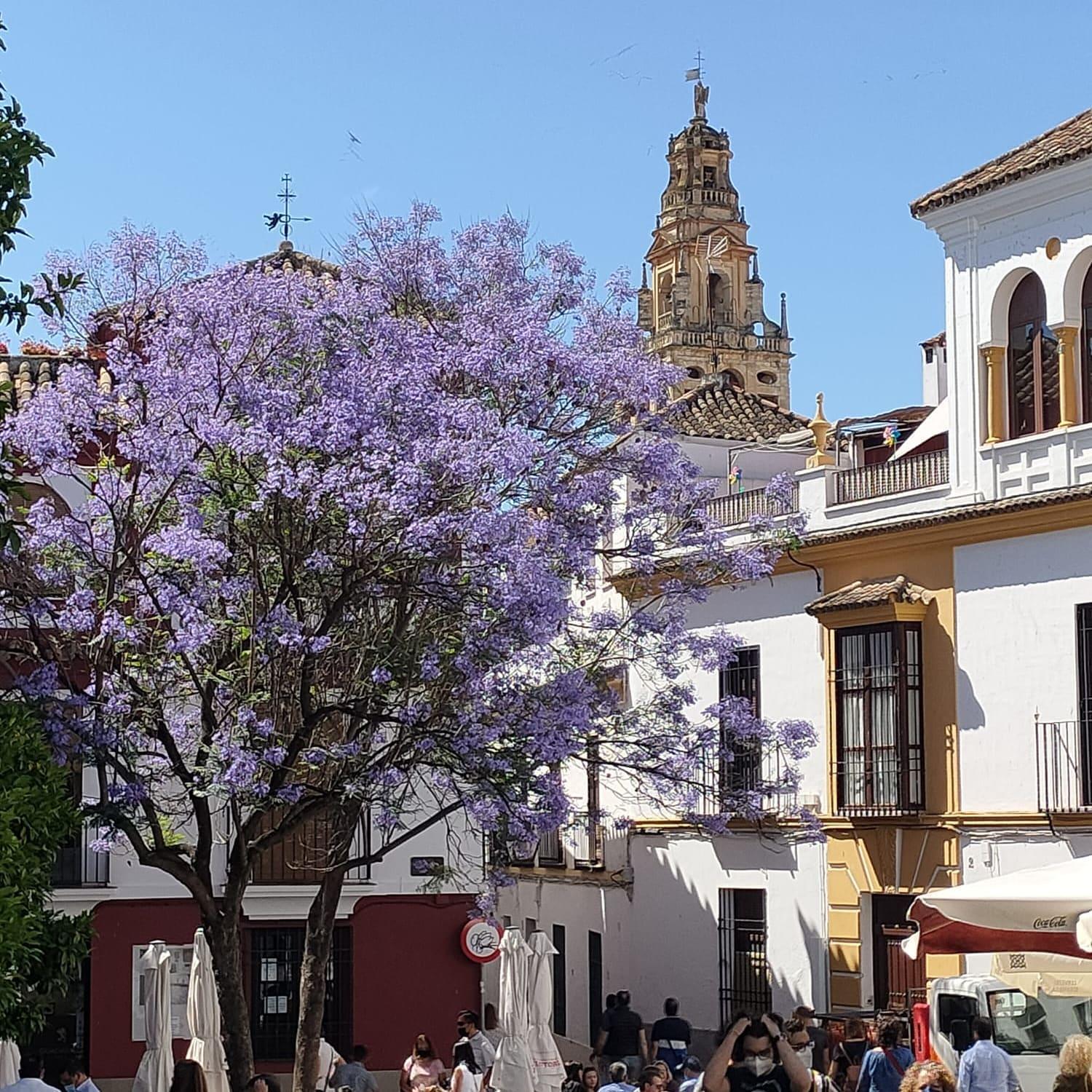 A 20 Metros De La Mezquita Catedral ,Apartamentos Turistico Cespedes 5 Кордоба Стая снимка
